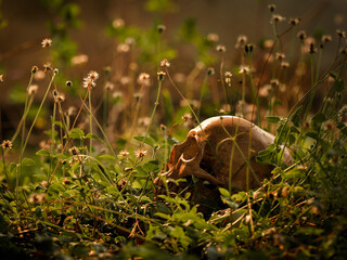 The still life of a long deceased human skull, located in the middle of a forest