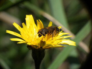 Fiori selvatici di primavera