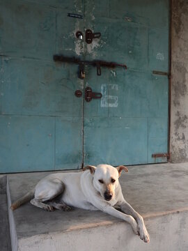 A White Dog Sitting In Front Of The Iron Door Design For Gatekeeper And Doorkeeper Concept