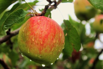 the yummiest and scrumptious taste of nature that enhances the urge for the best taste. 