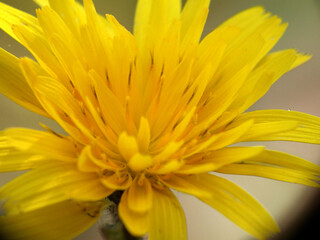 Fiori selvatici di primavera