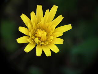 Fiori selvatici di primavera