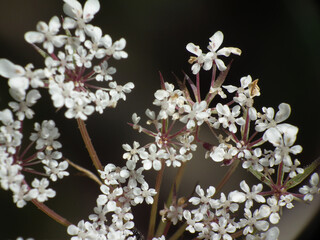 Fiori selvatici di primavera