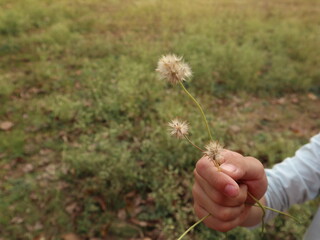 holding the seed of small flower beggarticks with natural background design for passing hope concept 