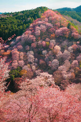【奈良】吉野山の一目千本 桜の風景
