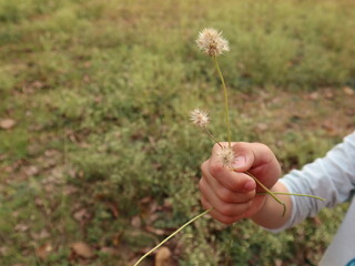 holding the seed of smallflower beggarticks with natural background design for passing hope concept 