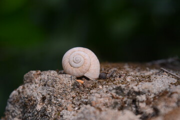 snail on a stone