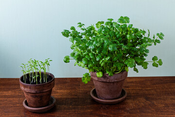 Fresh coriander herb in clay plant pots on wooden table. Pot with coriander seedlings and another with grown herb.