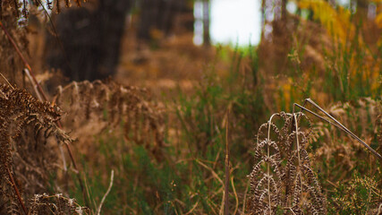 Fougères dans la forêt des Landes de Gascogne, en automne