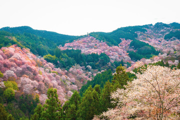 【奈良】吉野山の一目千本 桜の風景