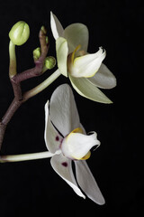 White Phalaenopsis orchid flower closeup view on black background.