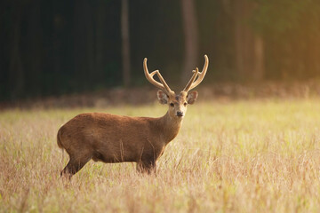 Hog deer standing on grass in national park