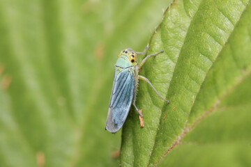 Cicadella viridis is a very small hemiptera bug 