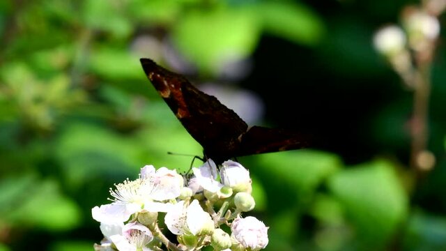 Close Up movie of Peacock butterfly on blackberry flowers. His Latin name is Aglais io.