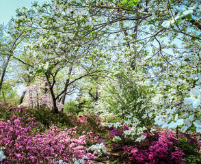 Spring fairyland in the park with azeleas in bloom and dogwood trees all pink and green.