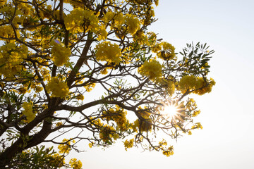 The sun shines on the yellow flowers as the sun sets.