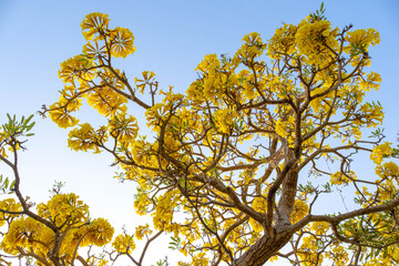 Yellow flowers by the field