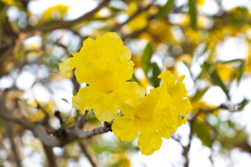 Yellow Srinthon flowers Field growing