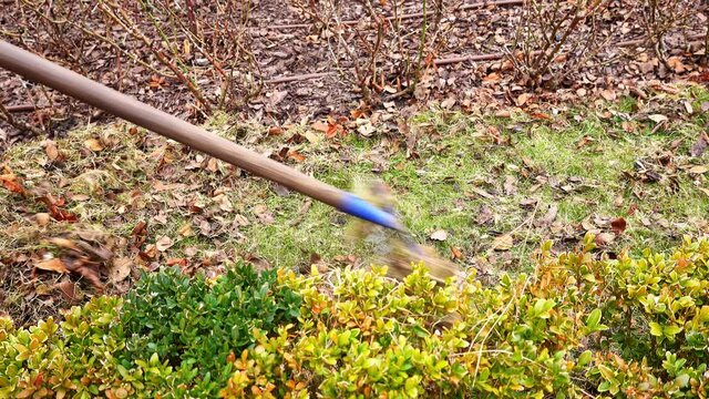 Gardener Wearing Green Workwear Raking Mowed Grass Clippings using Blue Metal Rake on Green Lawn in Municipal Park during Spring Clearing

