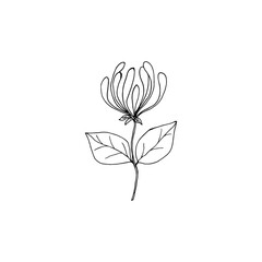 Honeysuckle inflorescence branch with buds close-up. Vector illustration template for different design.