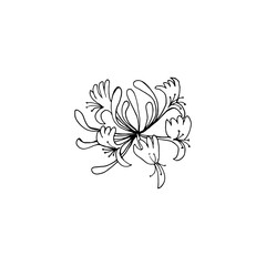 Honeysuckle inflorescence with flowers and buds close-up. Vector illustration template for different design.