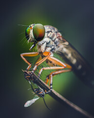Closeup of a Robber Fly
