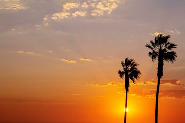 Obraz na płótnie Canvas Palm trees against the sky during a beautiful tropical sunset.