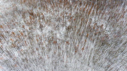 Aerial view of a winter snow-covered pine forest. Winter forest texture. Aerial drone view of a winter landscape.