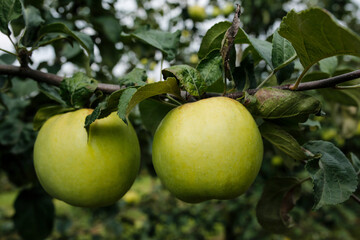 delicious yellow apples on the branch in the orchard