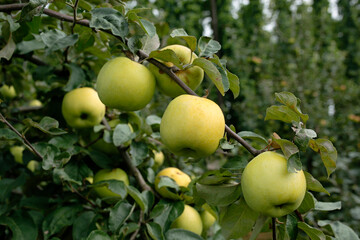 delicious yellow apples on the branch in the orchard