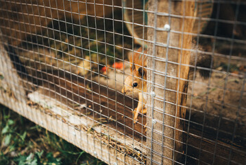 squirrel in cage