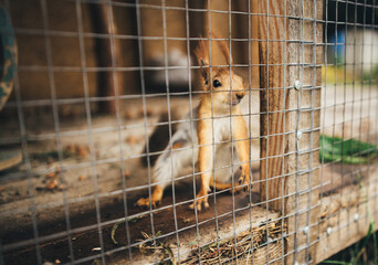 squirrel in cage