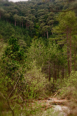 Obraz premium landscape forest with rocks and pine trees