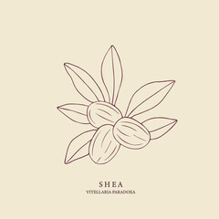 Hand drawn shea illustration. Botanical design for organic cosmetics, medicine