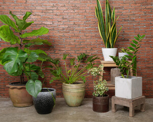 Various house plants beautiful green leaves natural air purify in modern room brick wall with Monstera,philodendron xanadu, Zamioculcas zamifolia,snake plant,Fiddle Fig  famous interior tree
