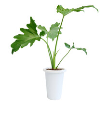 Philodendron selloum botanical tropical house plant in modern white pot isolated on white background with clipping path,exotic heart shape leave plant for interior