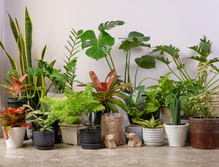 Houseplants in modern container on cement floor and elephant statue in white room, Monstera,philodendron selloum, Cactus,Aroid palm,Zamioculcas zamifolia,Ficus Lyrata,Spotted betel,snake plant