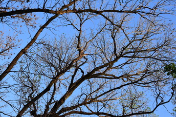 tree branches against blue sky