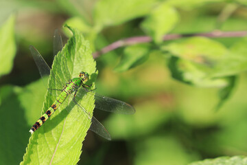 Female Eastern Pondhawk, Erythemis simplicicollis, perched on leaf
