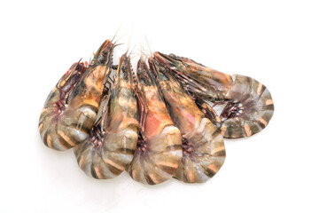 fresh tiger prawn or shrimp