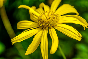 Obraz premium Yellow colour Spring flower - selective focus