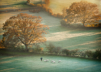 Farmer with Sheep