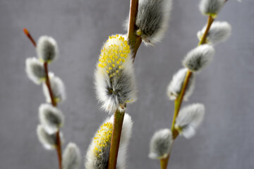 Obraz premium catkin, willow cotton, willow tree, spring, kitten, pussy willow, herald of spring 