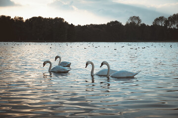 Four swans in the water during low sun