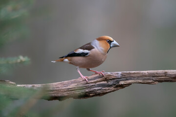 Hawfinch (Coccothraustes coccothraustes) on a branch in the forest of Noord Brabant in the Netherlands.