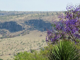 Desert panorama with blooming jacarandas, Mexico