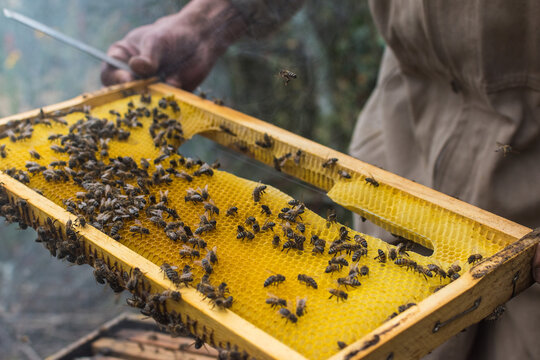 50,766 BEST Beekeeper IMAGES, STOCK PHOTOS & VECTORS | Adobe Stock