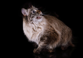 Angry Siberian cat sitting on a black background