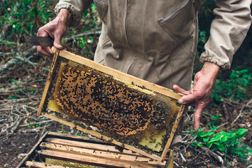 beekeeper working on a beehive