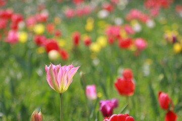 Tulpe